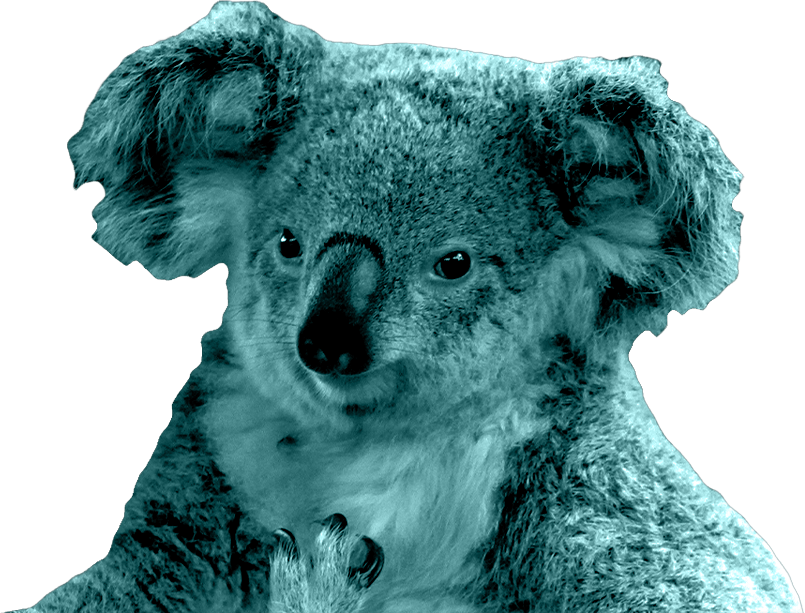 Koala image